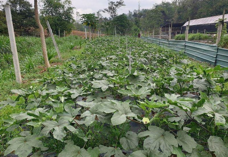 Kerling Industrial Land