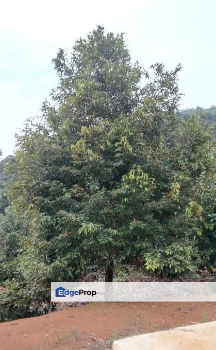 Kuala Kangsar Industrial Musang King Farm For Sale, Perak, Kuala Kangsar