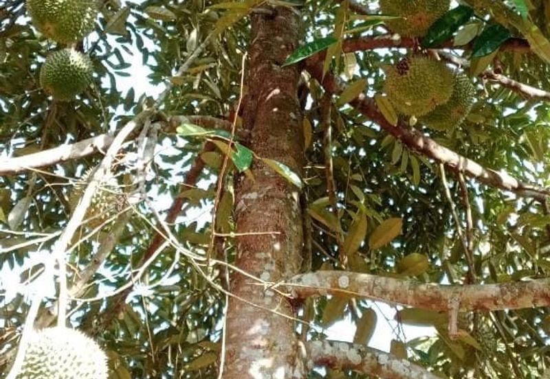 Kuala Kangsar Industrial