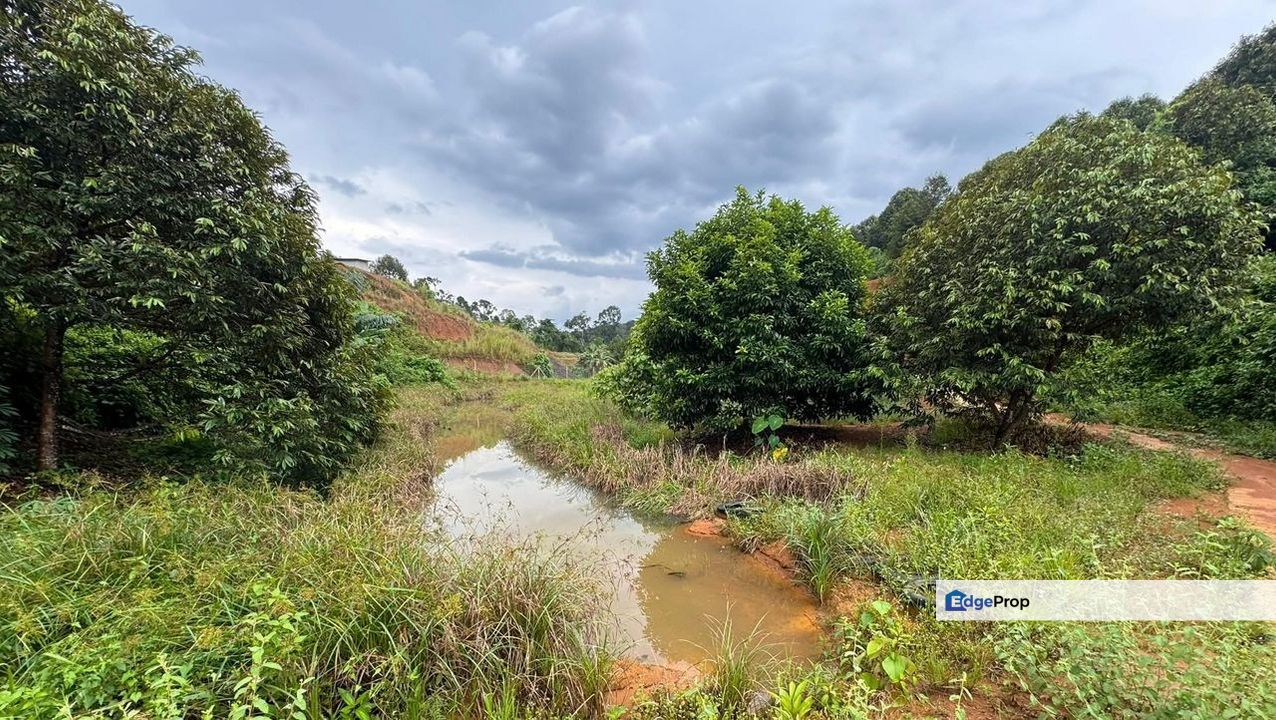 Kuala Kangsar Industrial Musang King Farm For Sale, Perak, Kuala Kangsar
