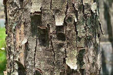 Sierramas (Sierramas East)