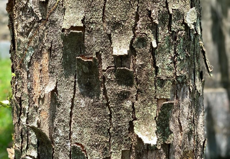 Sierramas (Sierramas East)