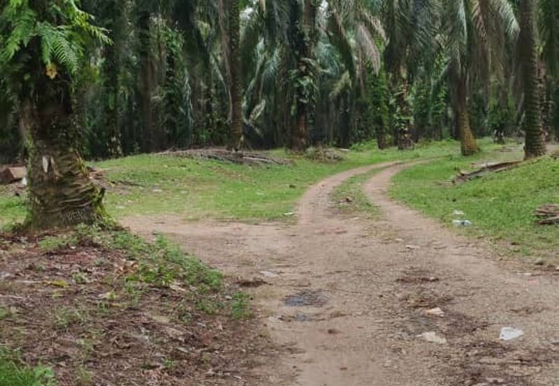 Agriculture Land Mukim of Kuala Kantan, Kuantan 