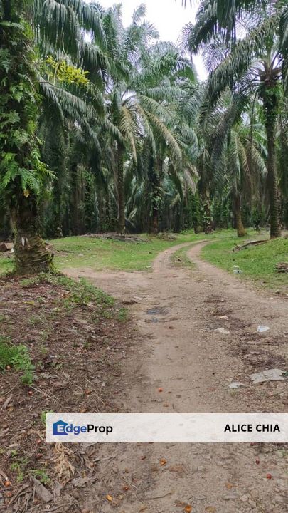 Agriculture Land Mukim of Kuala Kantan, Kuantan , Pahang, Kuantan