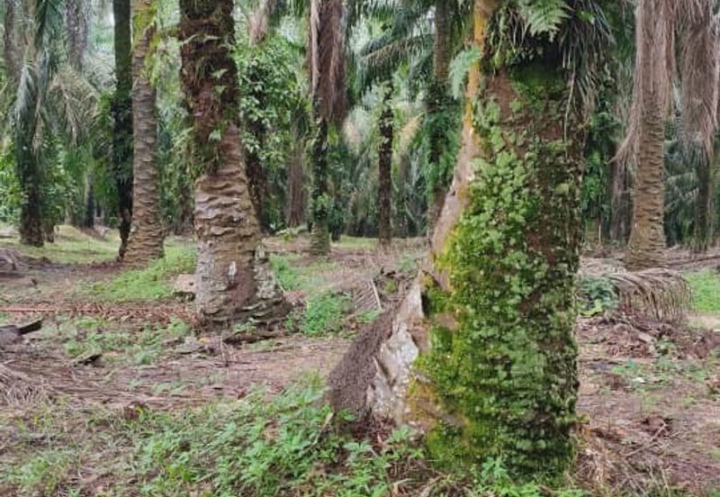 Agriculture Land Mukim of Kuala Kantan, Kuantan 