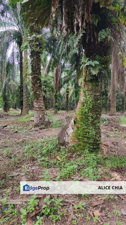 Agriculture Land Mukim of Kuala Kantan, Kuantan , Pahang, Kuantan