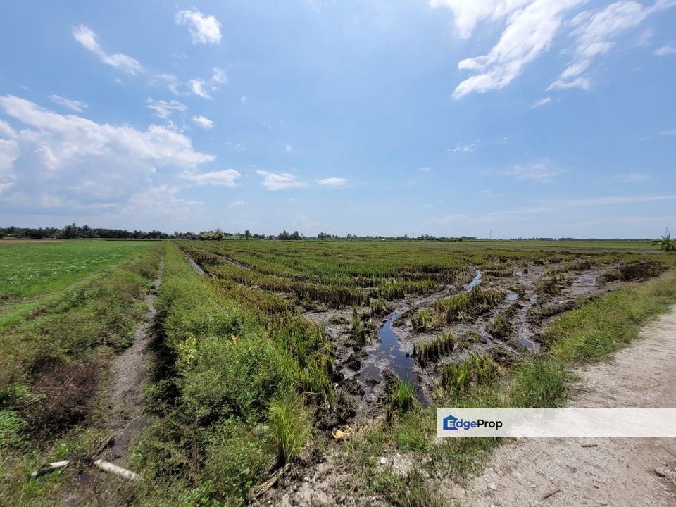 Tanah Sawah Padi Sungai Burong, Tanjong Karang, Kuala Selangor, Selangor, Tanjong Karang 