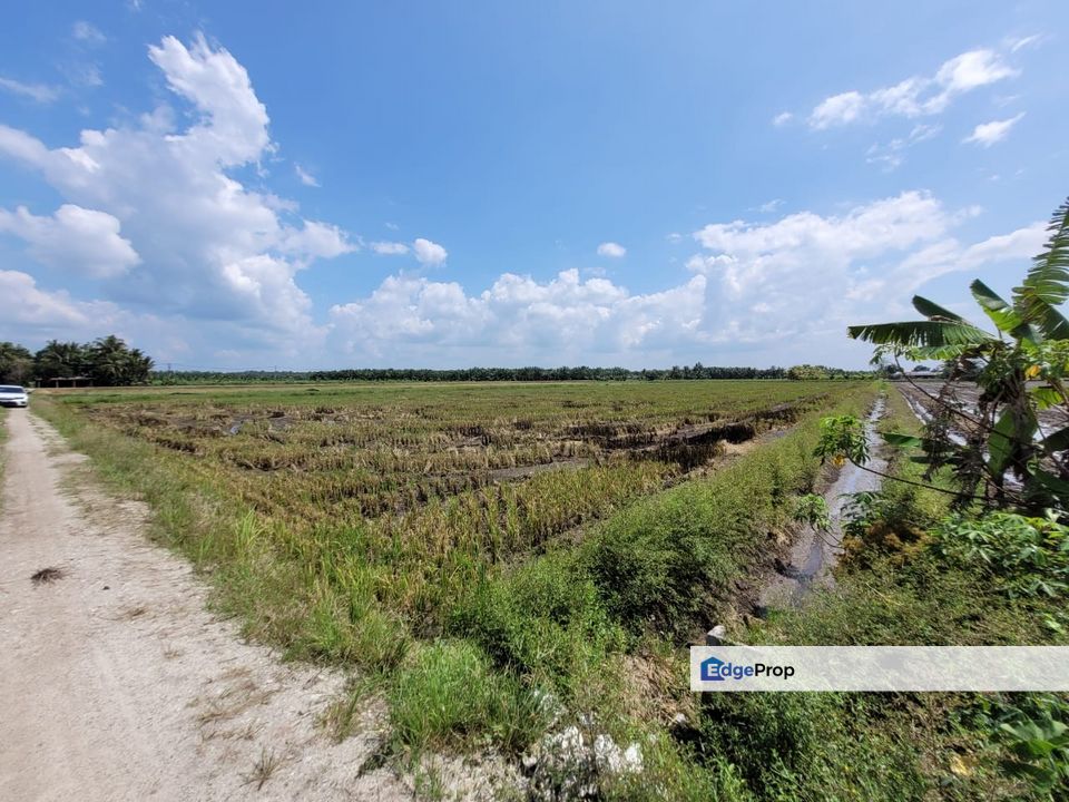 Tanah Sawah Padi Sungai Burong, Tanjong Karang, Kuala Selangor, Selangor, Tanjong Karang 