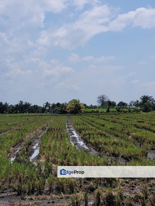 Tanah Sawah Padi Sungai Burong, Tanjong Karang, Kuala Selangor, Selangor, Tanjong Karang 