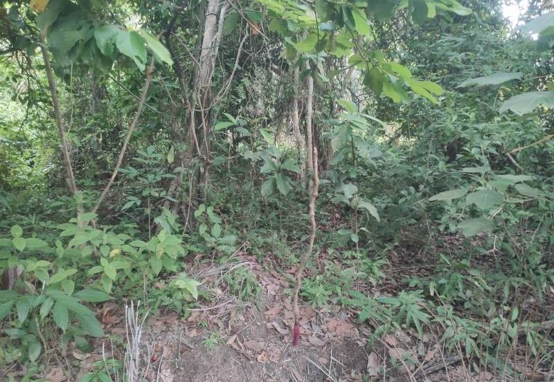 [GERAN INDIVIDU + SUNGAI] Tanah Mukim Pasangan Kuala Selangor 0.8 ekar