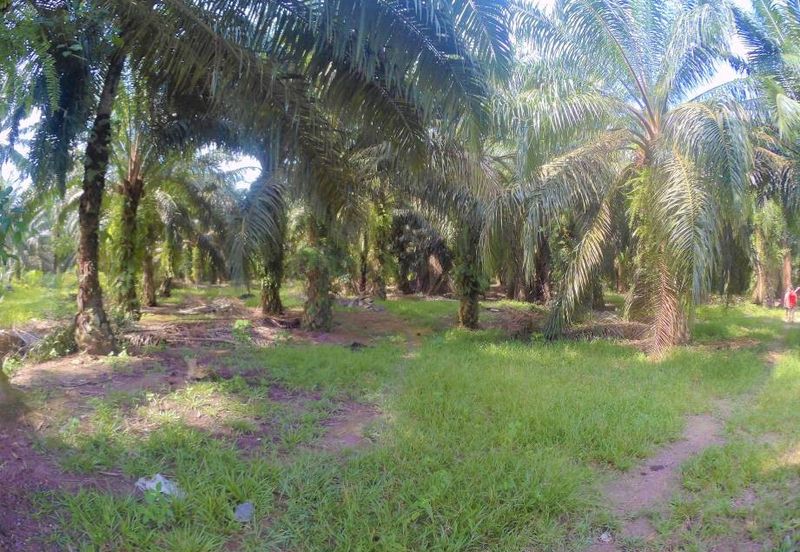 Tanah Sawit di Jugra Kuala Langat, Banting