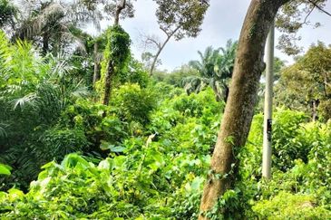 TAMAN DESA JASMIN (BBN)