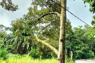 TAMAN DESA JASMIN (BBN)