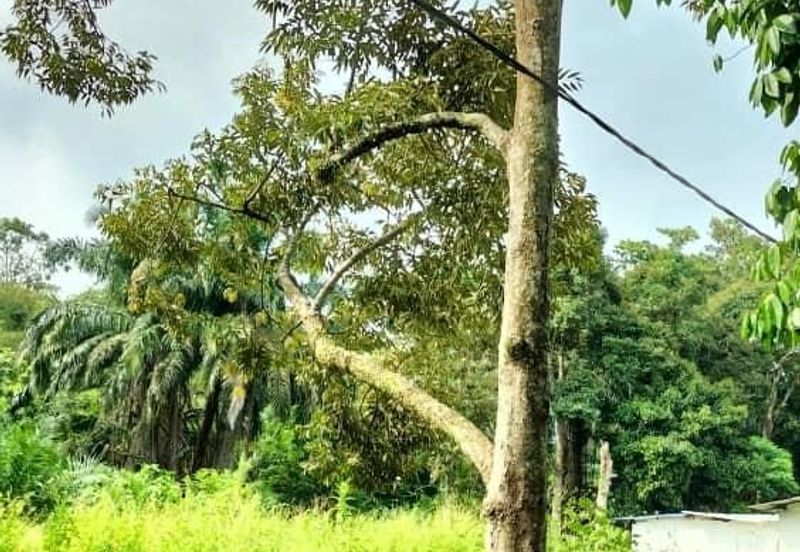 TAMAN DESA JASMIN (BBN)