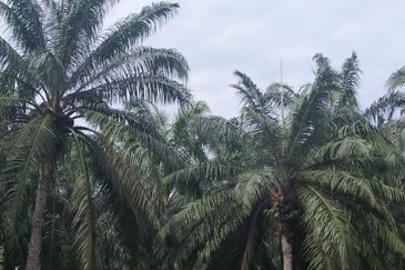 Agriculture Land Si Rusa Port Dickson 