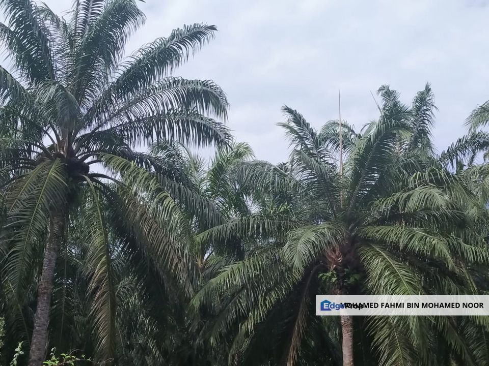 Agriculture Land Si Rusa Port Dickson , Negeri Sembilan, Port Dickson