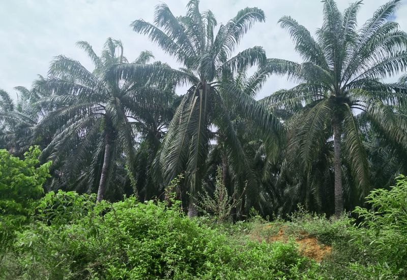 Agriculture Land Si Rusa Port Dickson 