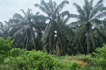 Agriculture Land Si Rusa Port Dickson 