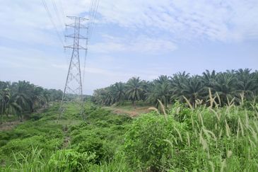 Agriculture Land Si Rusa Port Dickson 