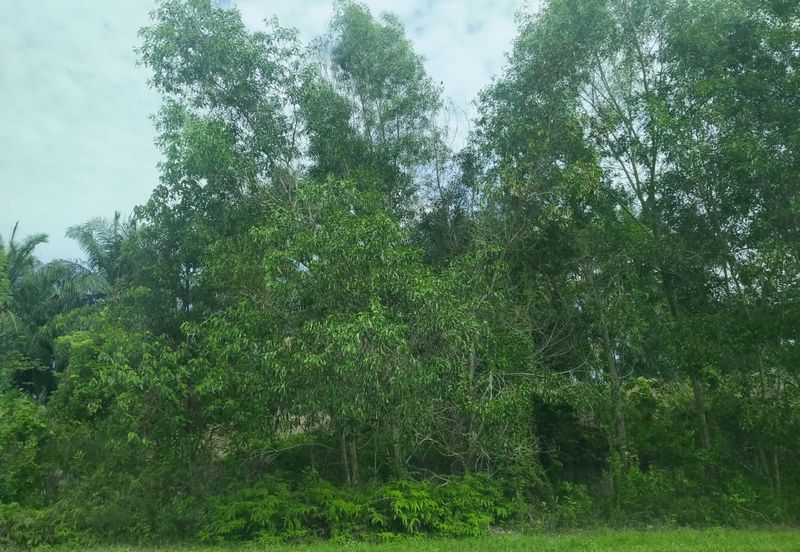 Agriculture Land Si Rusa Port Dickson 