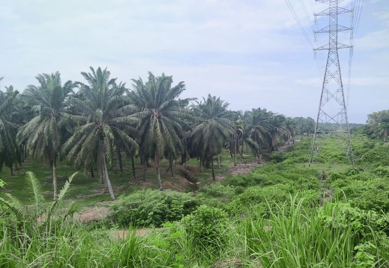 Agriculture Land Si Rusa Port Dickson 
