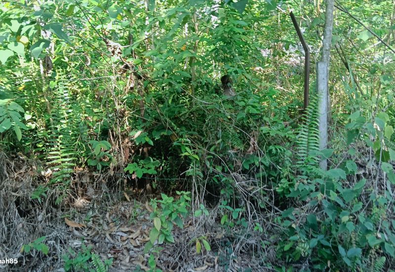 Kampung Jenderam Hulu