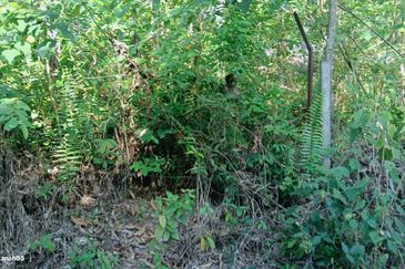 Kampung Jenderam Hulu