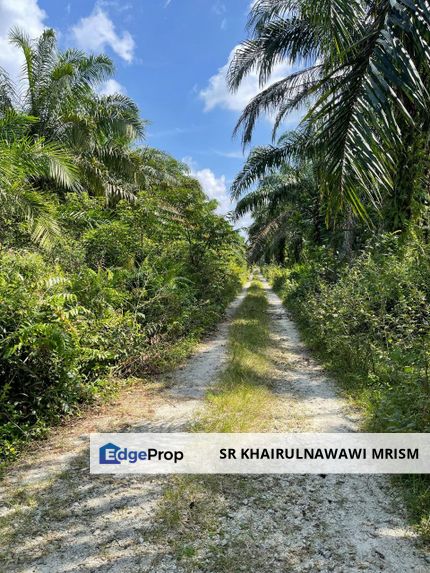 Agri sawit land 9.7 acre Kg selabak teluk intan, Perak, Teluk Intan