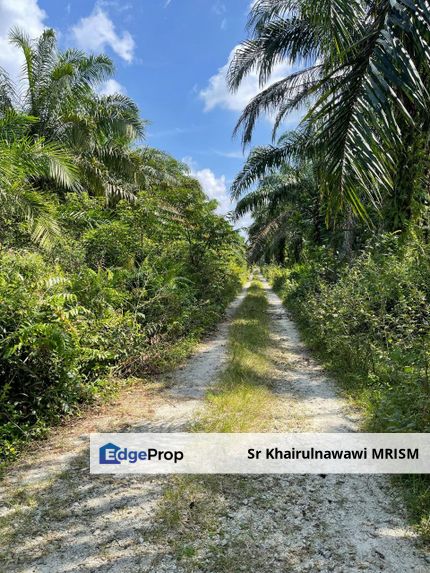 Agri sawit land 9.7 acre Kg selabak teluk intan, Perak, Teluk Intan
