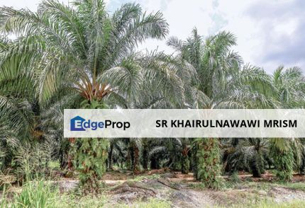 247 ekar tanah kelapa sawit Juasseh, Negeri Sembilan, Kuala Pilah