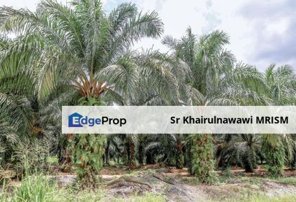 247 ekar tanah kelapa sawit Juasseh, Negeri Sembilan, Kuala Pilah