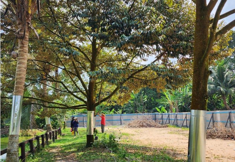 Resort With Durian Farm For Sale, Hulu Langat, Sungai Makau