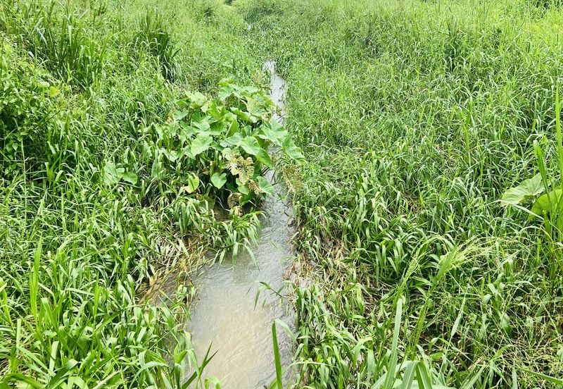 Nice argriculture land near bukit lagong forest 