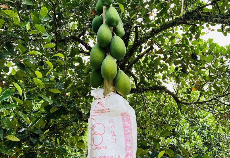 Kampung Baharu Pajam