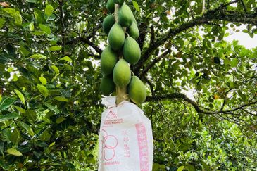 Kampung Baharu Pajam