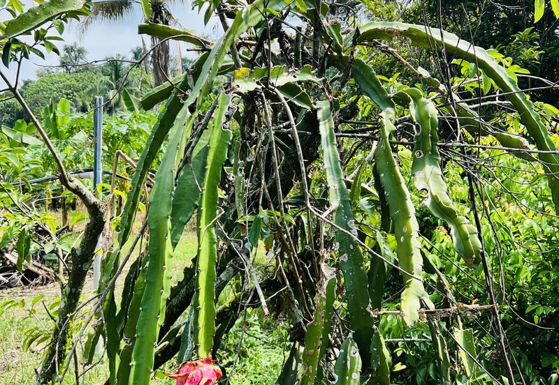 Kampung Baharu Pajam