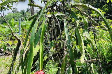 Kampung Baharu Pajam