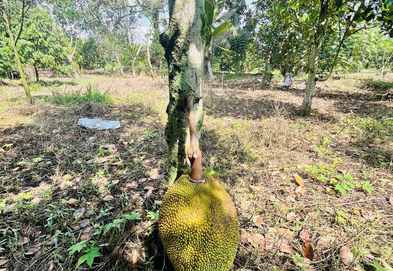 Kampung Baharu Pajam