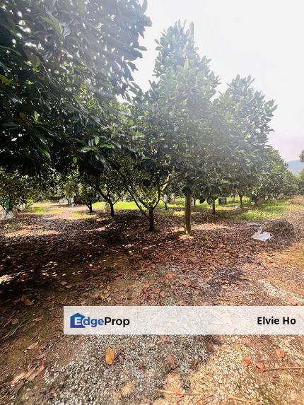 1 acre land planted with 120 cempdak-nangka trees, Negeri Sembilan, Mantin