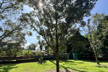 Nice river passing through durian orchard