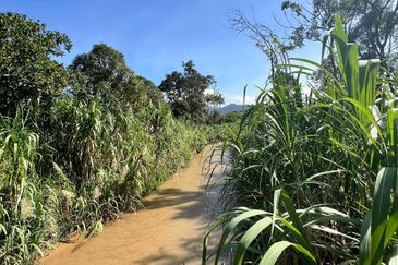 Nice river passing through durian orchard