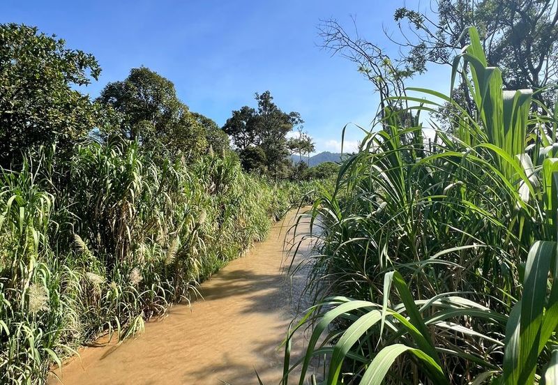 Nice river passing through durian orchard