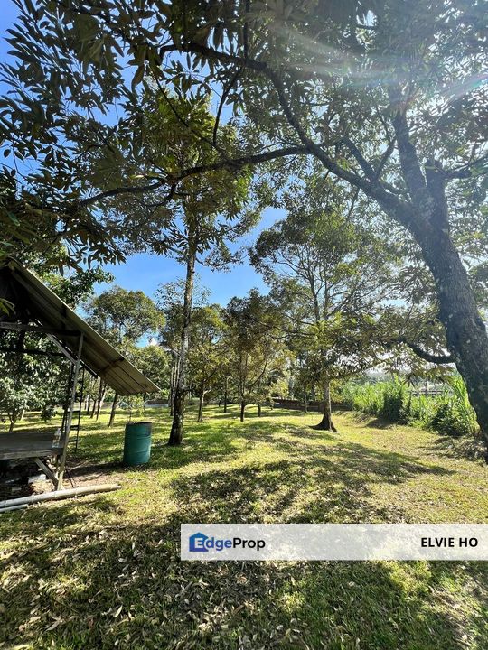 Nice river passing through durian orchard, Negeri Sembilan, Lenggeng