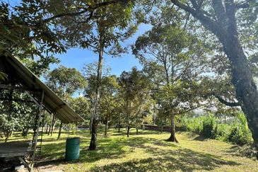 Nice river passing through durian orchard