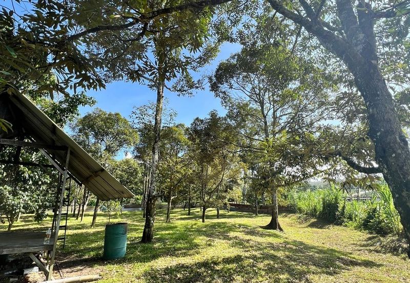 Nice river passing through durian orchard