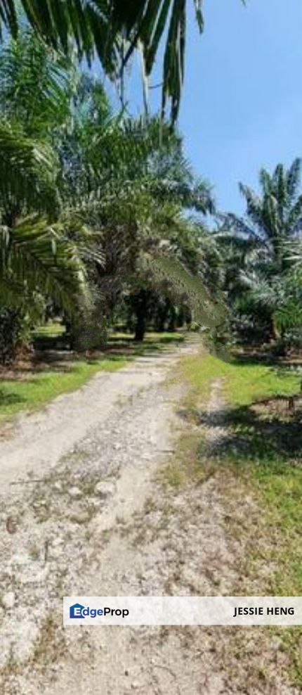 Agriculture Land Tanjung Sepat 5 Acres Oil Palm, Selangor, Tanjong Sepat