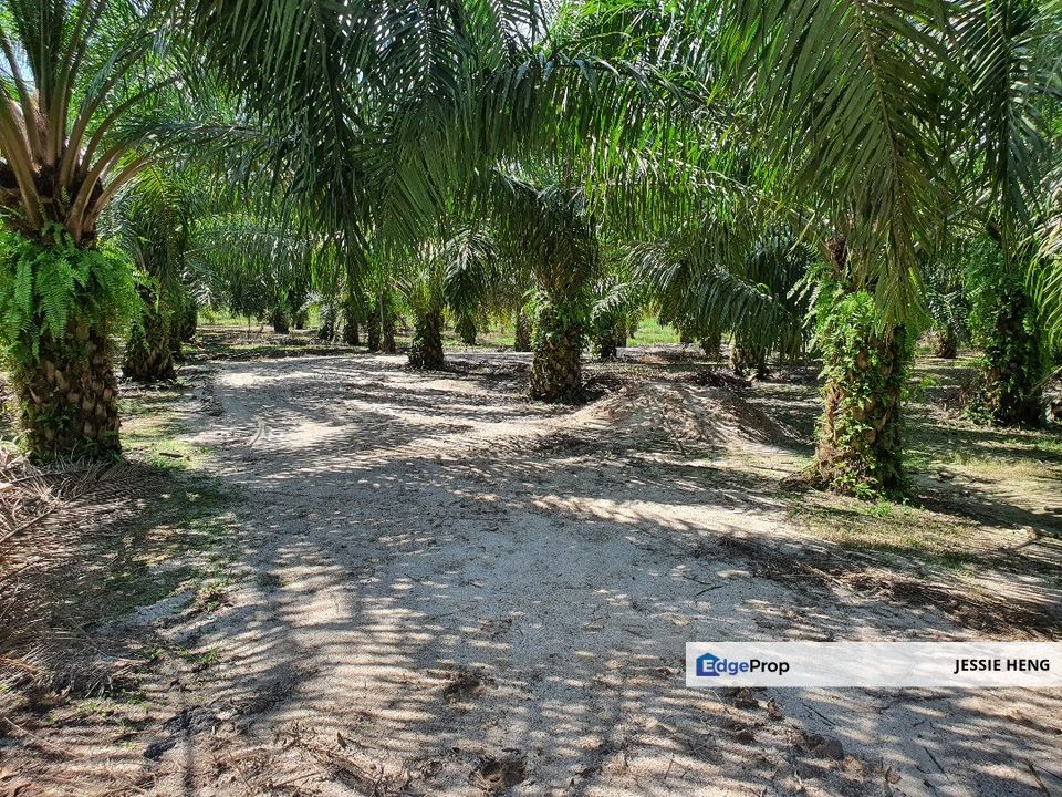 Land Perak, Kampung Gajah 400 Acres, Perak, Kampong Gajah