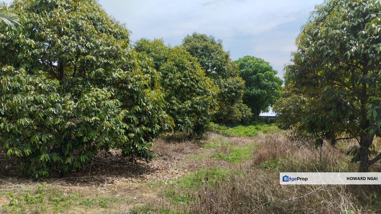 26.8 acres Agriculture Land Durian Farm with Musang King For Sale, Negeri Sembilan, Jelebu