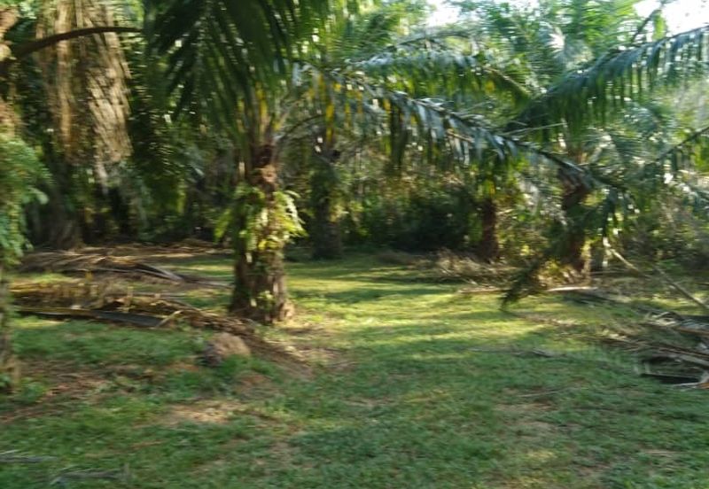 Rembau Pedas Linggi Agricultural Land