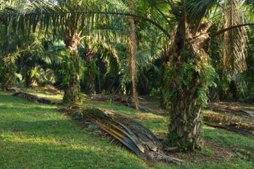 Rembau Pedas Linggi Agricultural Land